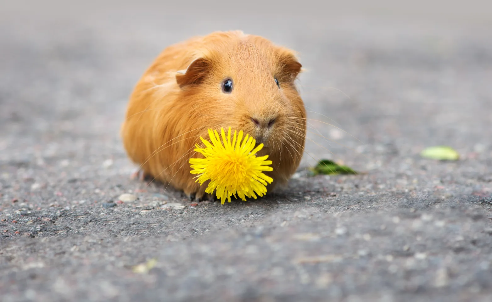 Guinea pig with a flower